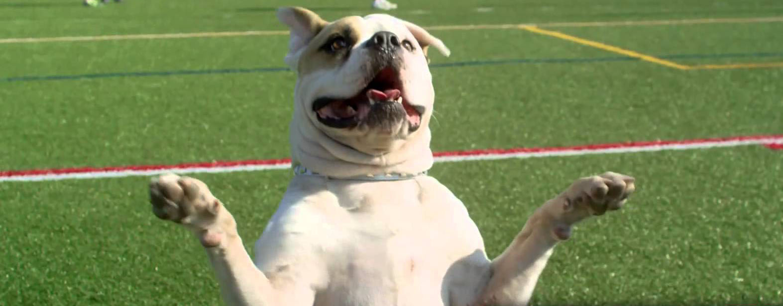 COMPETITION HAS ENDED: Pups United on DVD
